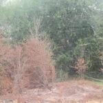 Vegetación afectada por derrame de supuestos "fertilizantes" químicos en la intersección de Autovía de Punilla y la vieja Ruta 38